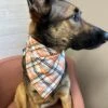 Black & Orange Halloween Plaid Dog Bandana -Little Loom Store Black OrangeHalloweenPlaidDogBandana