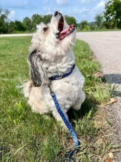 Blue Argyle Preppy Plaid Adjustable Fashion Dog Collar