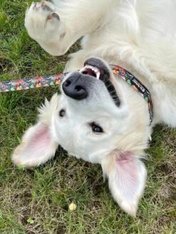 Front Page 9 Comic Book Hero Red Fashion Dog Collar