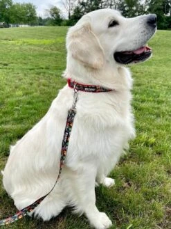 Comic Book Hero Red Fashion Dog Collar -Little Loom Store ComicRedBlackc 1