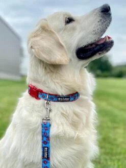 Front Page 7 New England Crab Blue & Red Comfy Dog Collar