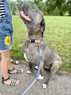 Fox Hunt Blue & Orange Adjustable Fashion Unique Dog Collar -Little Loom Store Foxc 1