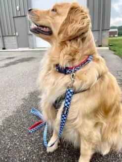 Red & Blue Jumbo Polka Dots Cute Fashion Dog Collar -Little Loom Store JumboPolkaBlue Red2c 1