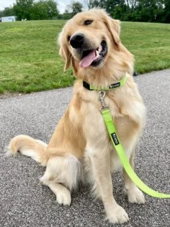 Lime Green Adjustable Dog Collar For Small, Medium, Or Large Dogs