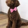 Dog Bow Tie - Whole Lotta Love Hot Pink Heart -Little Loom Store MackPinkHeartBowTie