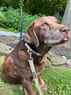 Daisy Floral Yellow & Navy Pretty Fashion Dog Collar -Little Loom Store NavyDaisy2 1