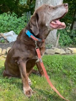 Orange & Turquoise Blue Polka Dots Unique Nylon Dog Collar