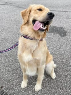 Red White & Blue Patriotic Plaid Dog Collar -Little Loom Store RedBluePlaid2c 1