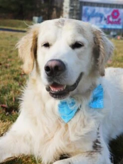 Dog Birthday Bow Tie - Prezzie Blue -Little Loom Store RookieBlueBirthday2
