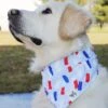 Dog Bandana - Summer Dazzle Red & Blue -Little Loom Store RookiePopsicles