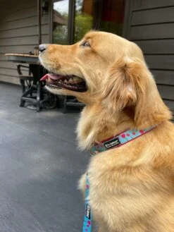 Tulip Hot Pink Floral Blue Springtime Fashion Dog Collar -Little Loom Store Tulipc 1