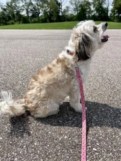 Watermelon Sugar Pink & Green Fun Fashion Dog Collar -Little Loom Store WatermelonMilos 1
