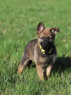 Front Page 19 Yellow Adjustable Basic Dog Collar For Small, Medium, Or Large Dogs