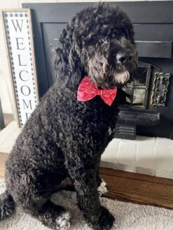 Dog Bow Tie - Rodeo Red