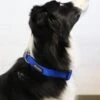 Royal Blue Adjustable Nylon Dog Collar For Small, Medium, Or Large Dogs