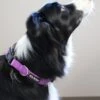 Purple Adjustable Basic Nylon Dog Collar For Small, Medium, Or Large Dogs -Little Loom Store ZoeyinPurpleCollar2s 1
