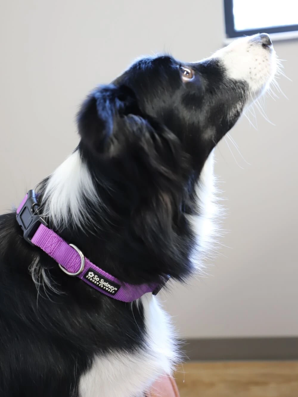 Purple Adjustable Basic Nylon Dog Collar For Small, Medium, Or Large Dogs 3 Purple Adjustable Basic Nylon Dog Collar For Small, Medium, Or Large Dogs